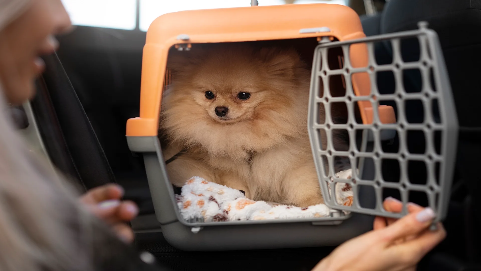 Cute dog is being transported to a defferent state