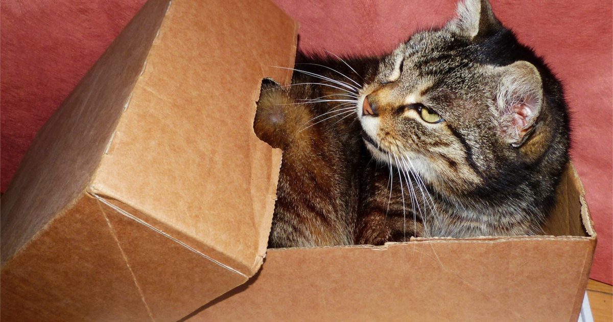 Best Pet Shipping Companies Of 2024 Nexus Auto Transport