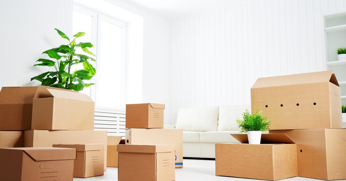 Guide on How to Move Plants (Without Killing Them)